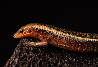 Madagascar Gold Barred Plated Lizard Zonosaurus laticaudus