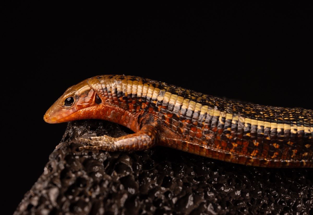 Madagascar Gold Barred Plated Lizard Zonosaurus laticaudus