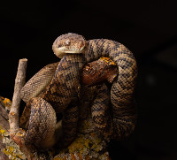 Merauke Scrub Python