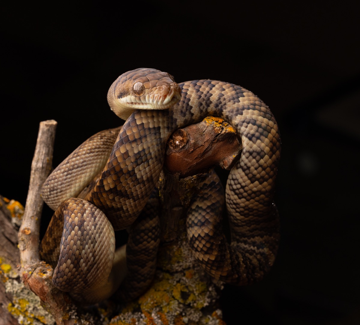 Merauke Scrub Python