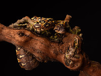 Madagascar Tree Boa Sanzinia madagascariensis