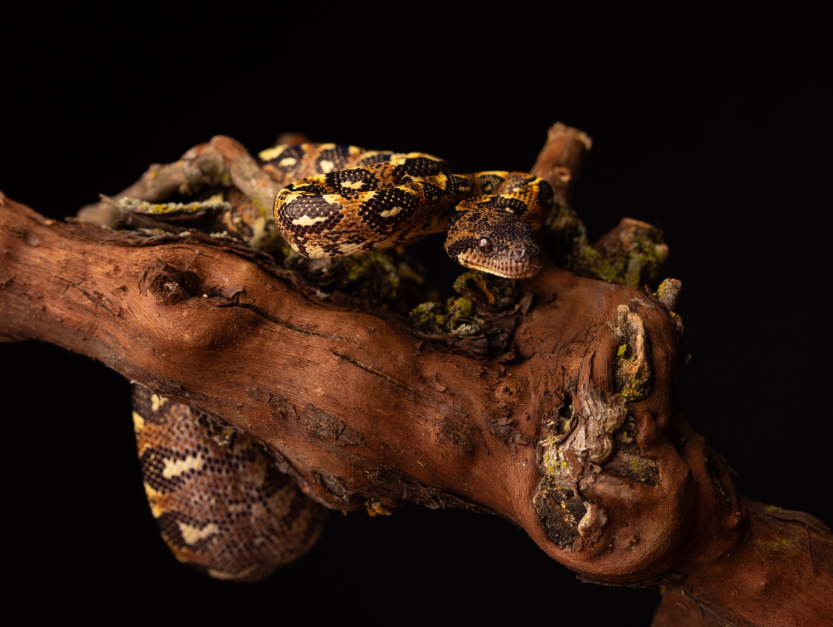 Madagascar Tree Boa Sanzinia madagascariensis