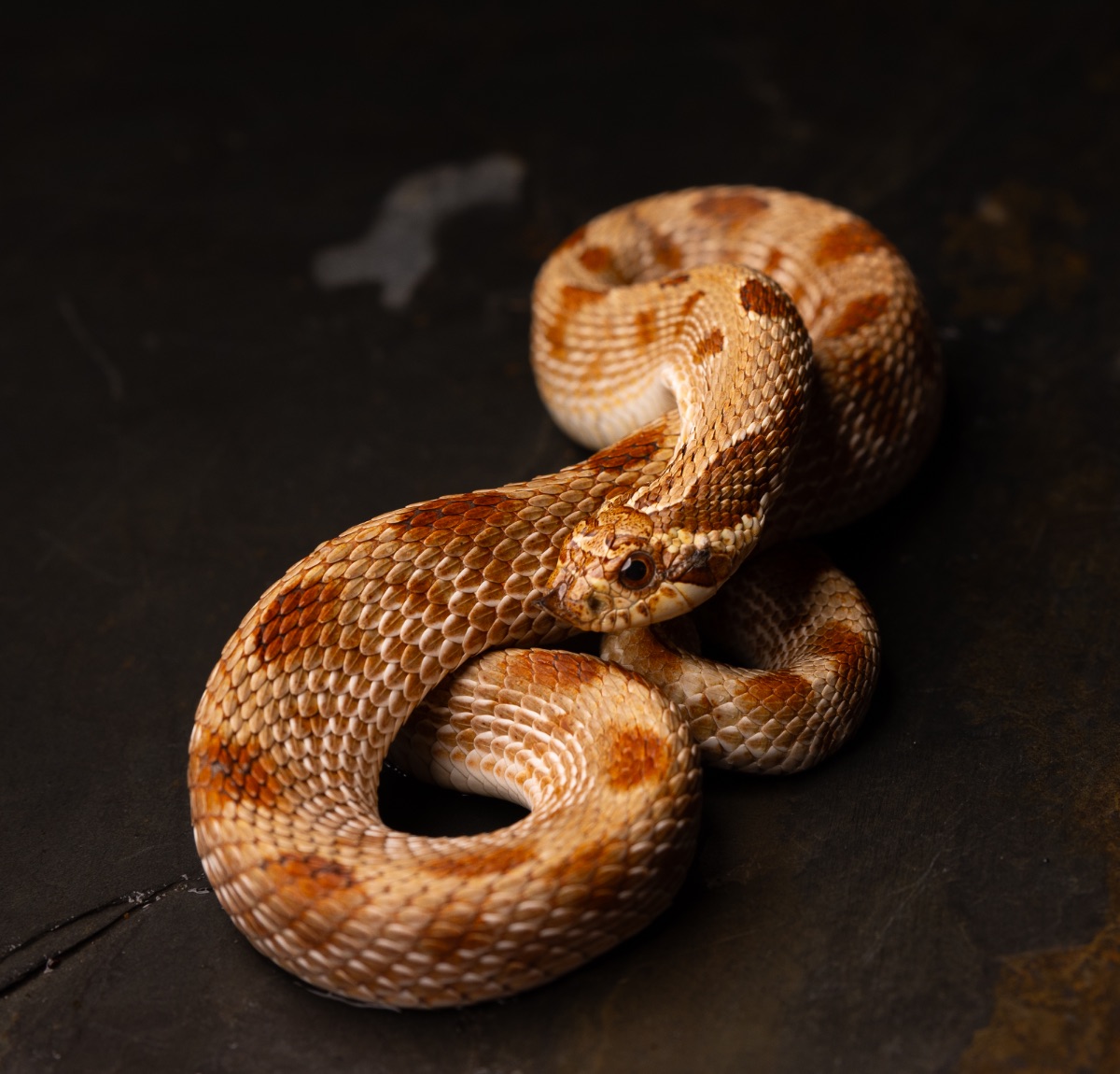 Red Western Hognose