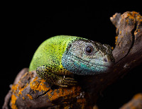 Iberian Emerald Lizard Lacerta schreiberi