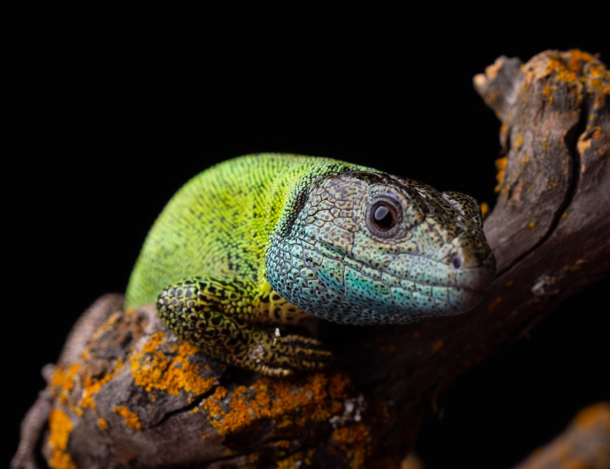 Iberian Emerald Lizard Lacerta schreiberi