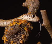 The Oriental Rat Snake Ptyas mucosa