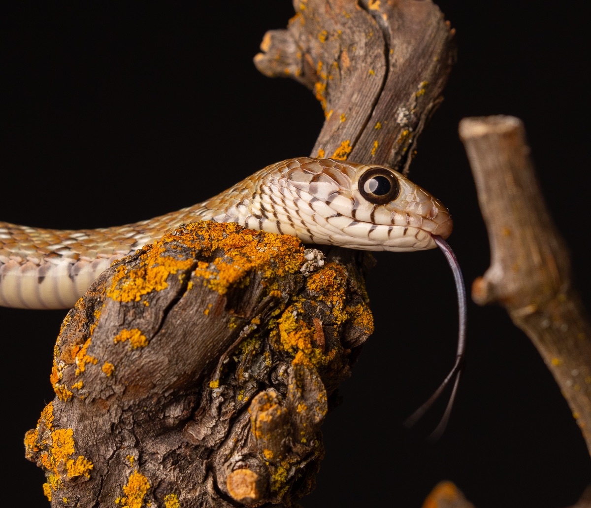 The Oriental Rat Snake Ptyas mucosa