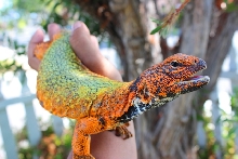 U.acanthinurus