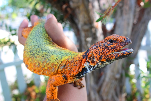 U.acanthinurus
