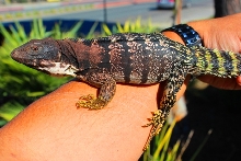 Ctenosaura quinquecarinata