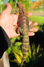 Ctenosaura quinquecarinata