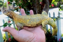 U.a.microlepis