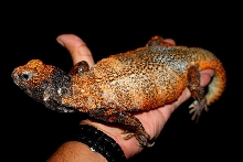 U.acanthinurus