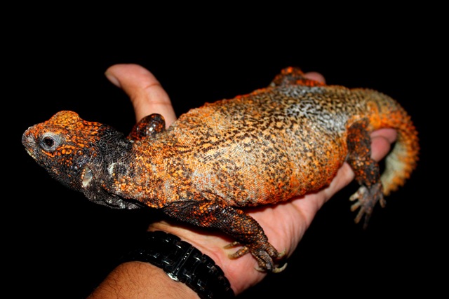U.acanthinurus