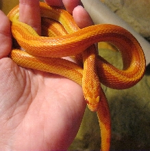 Amel Motley Male 072011