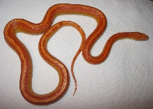 Amel Motley Male 072011