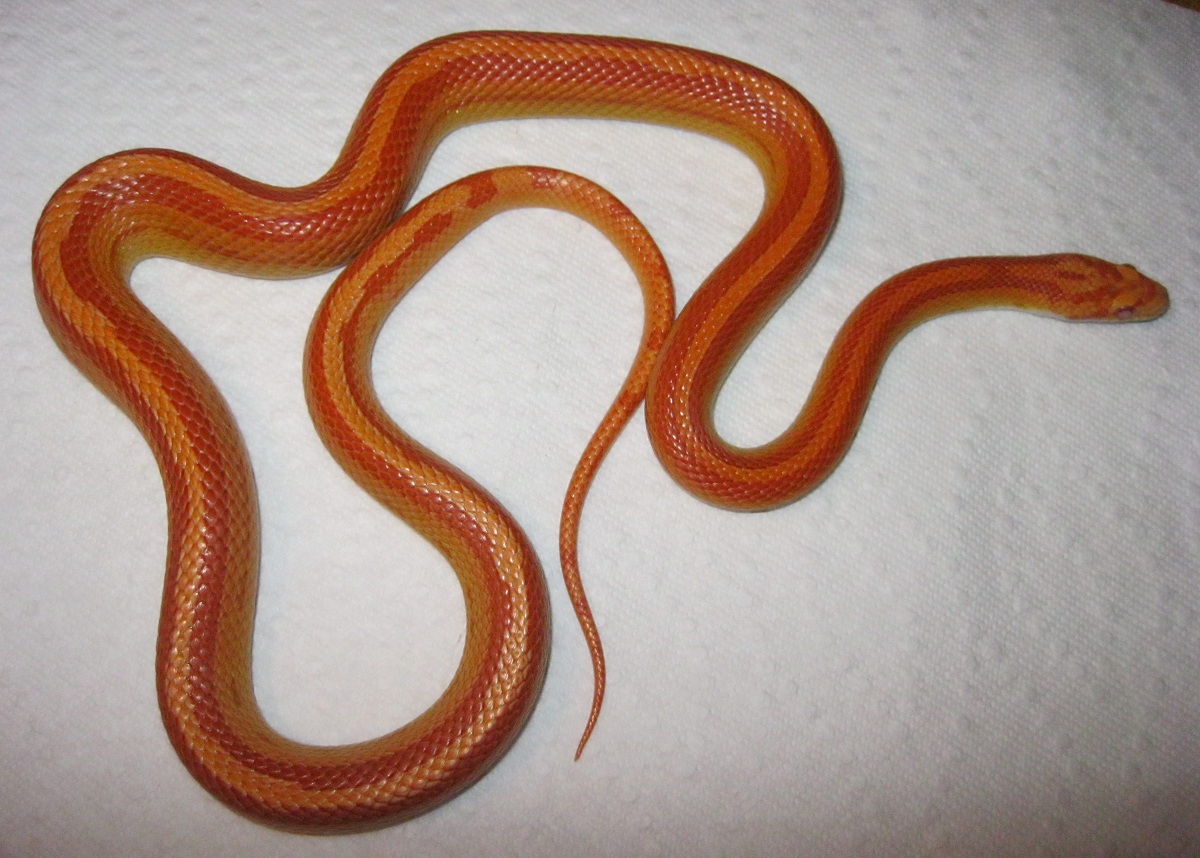 Amel Motley Male 072011