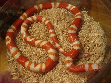 Albino Tangerine Honduran Male 091111