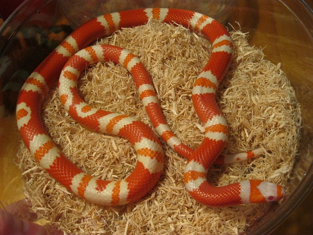 Albino Tangerine Honduran Male 091111