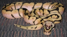 Freshly Shed Bumble Bee
