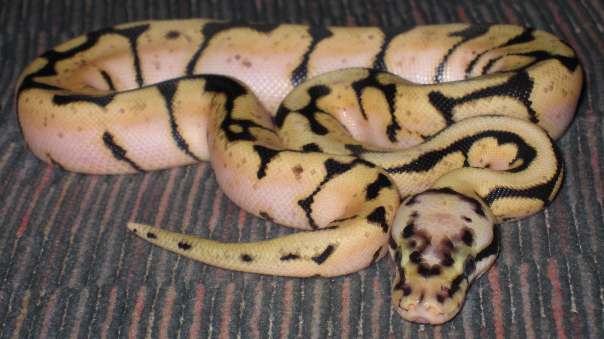 Freshly Shed Bumble Bee