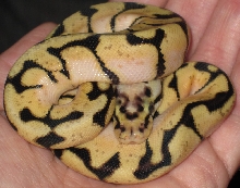 Freshly Shed Bumble Bee