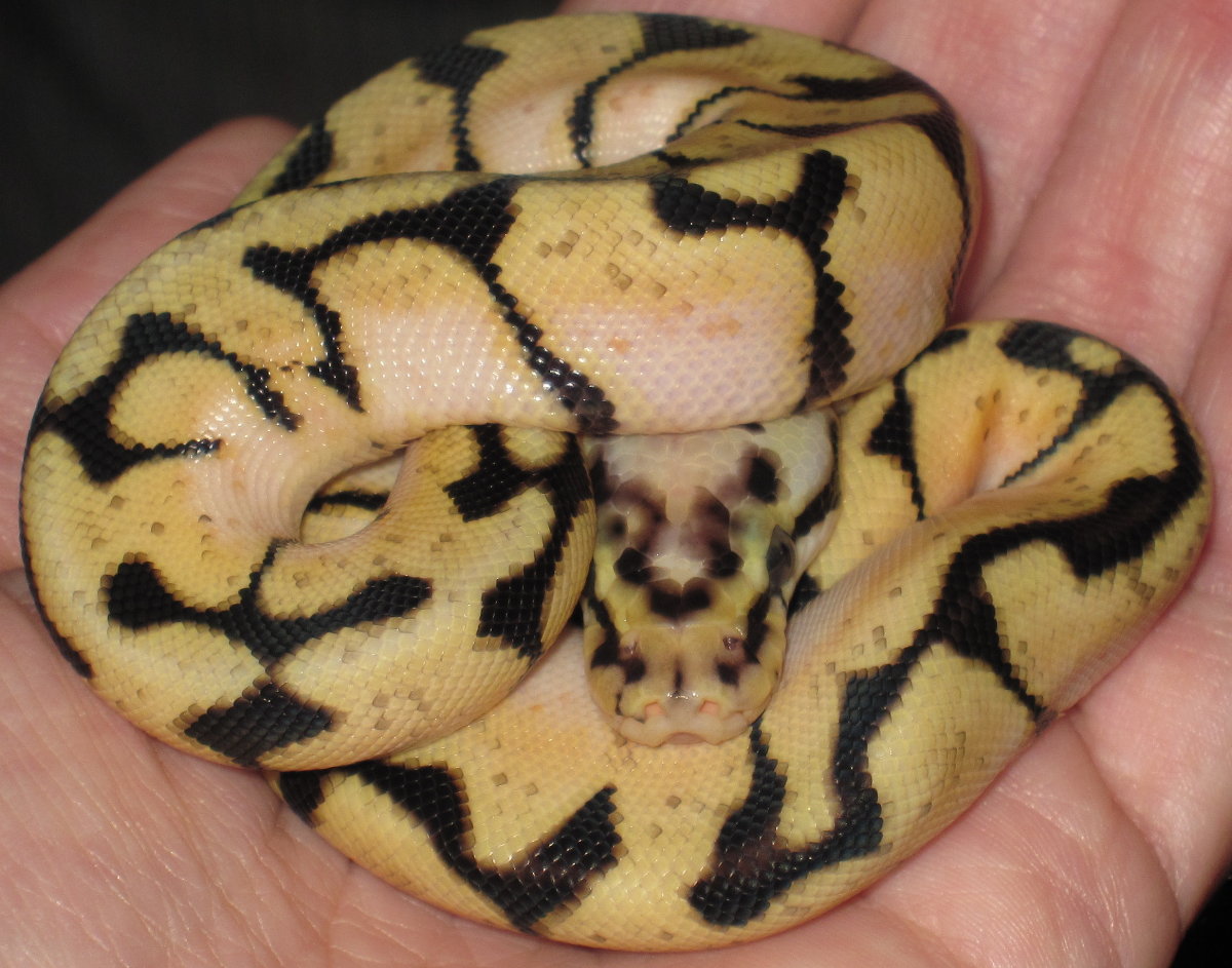 Freshly Shed Bumble Bee