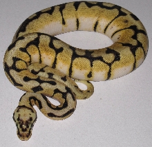 Bumblebee