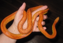 Amel Motley female