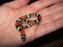 Baby Tricolor 11-30-10