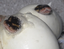Two Pipping Baby Balls