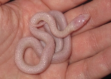 Baby Blizzard