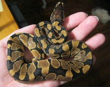 Poss Het Caramel Baby 50% 092911