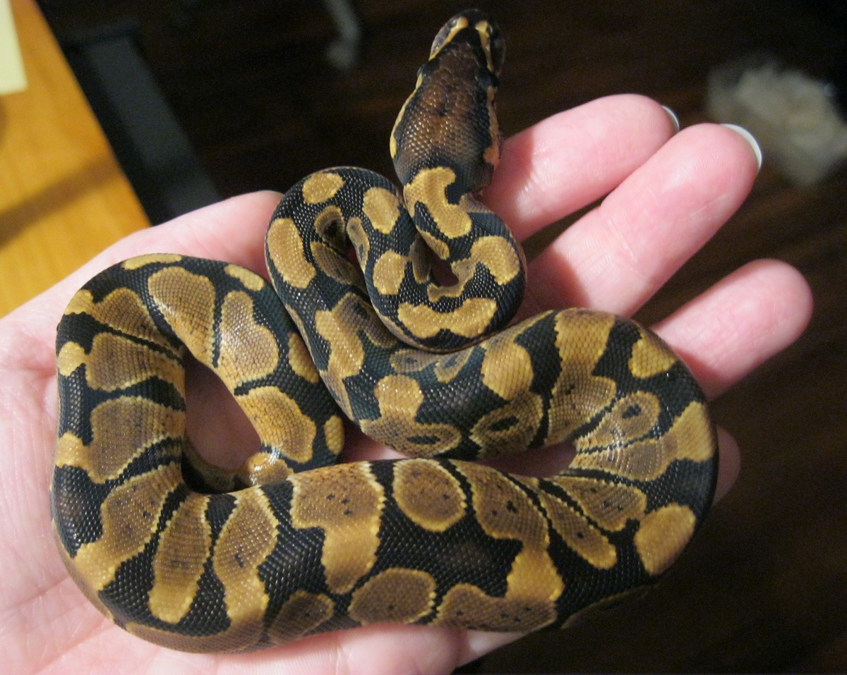 Poss Het Caramel Baby 50% 092911