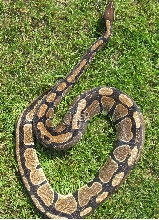 Het Caramel female