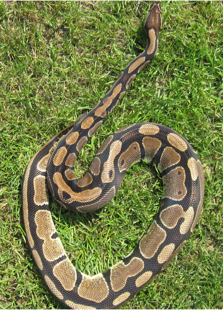 Het Caramel female