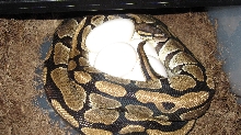 Bella's Eggs