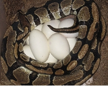 Bella's Eggs
