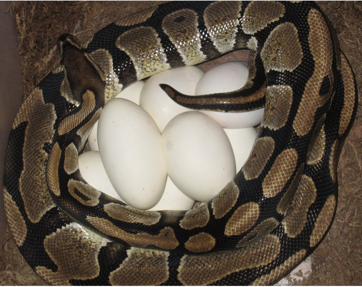 Bella's Eggs