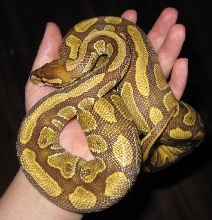 Caramel Albino