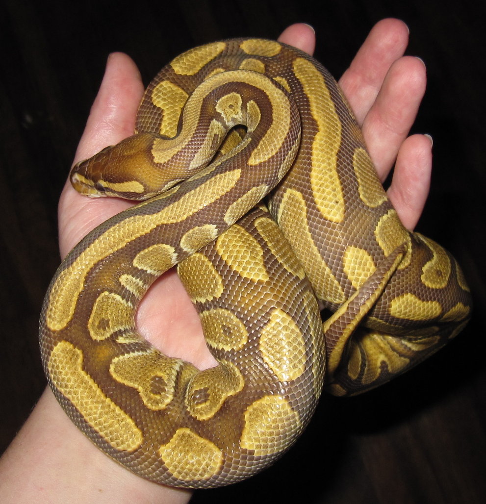 Caramel Albino