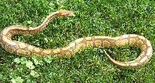 Caramel Albino