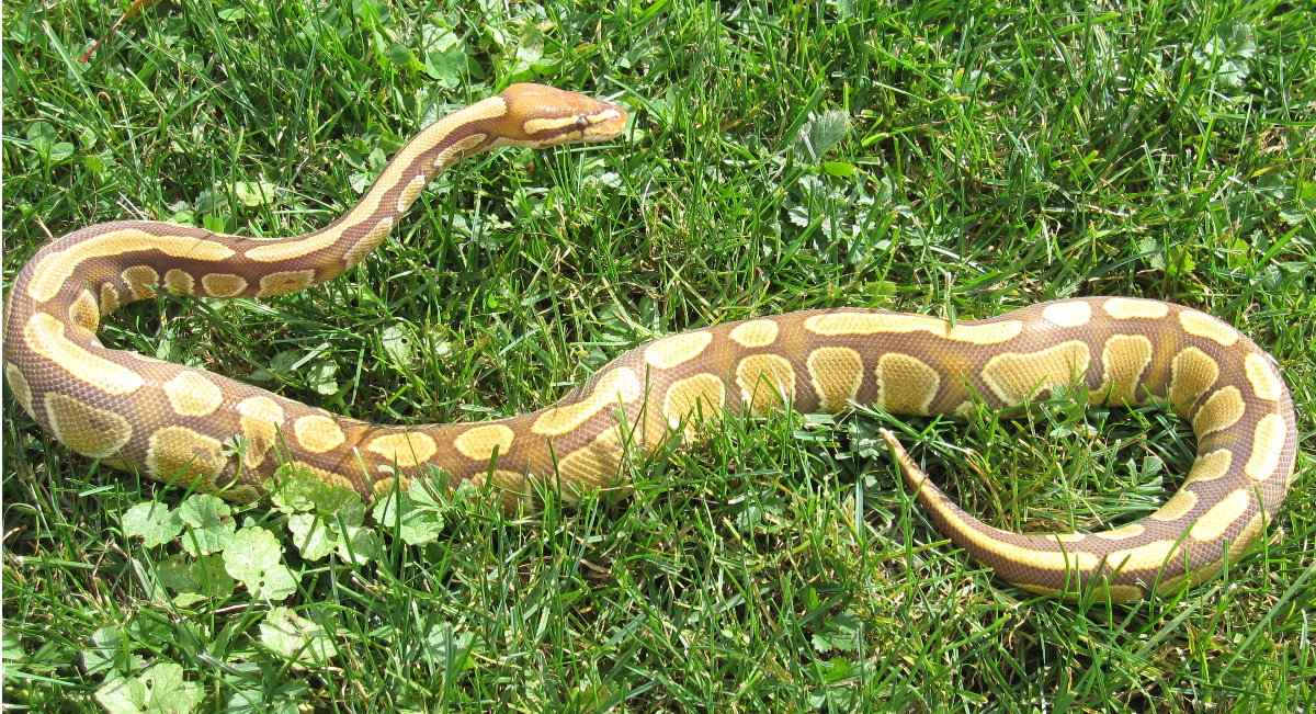 Caramel Albino