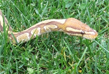 Caramel Albino