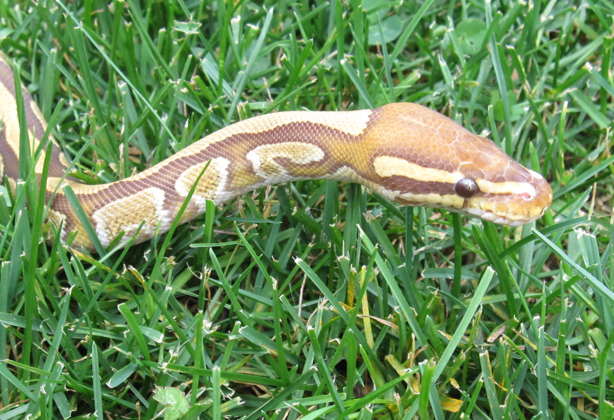 Caramel Albino