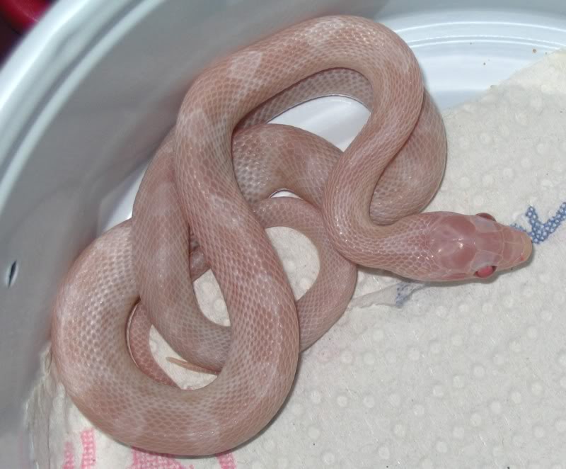 Tumnus as Baby