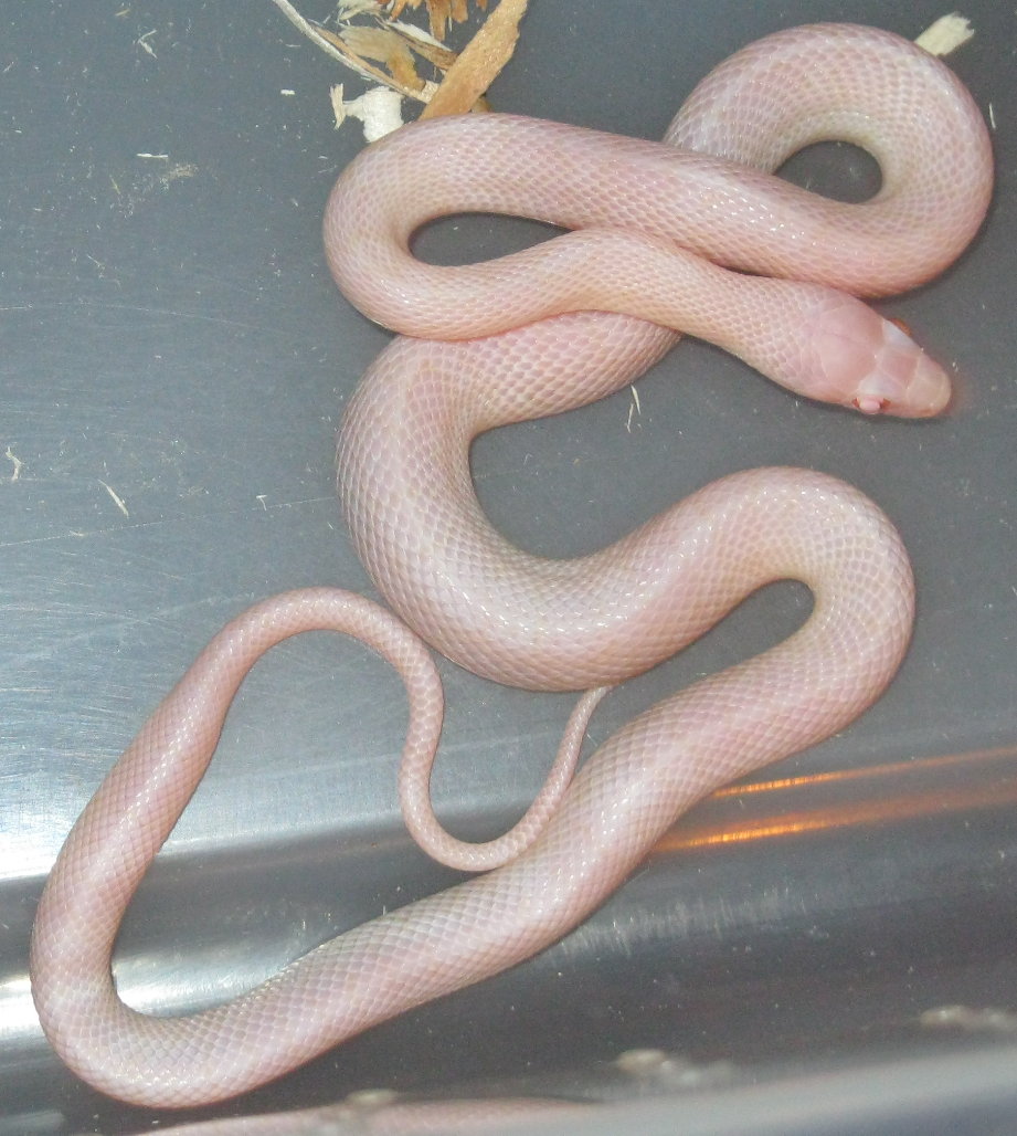 Blizzard male 11/13/10