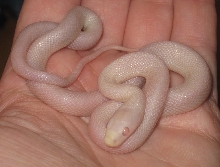 Baby male Blizzard