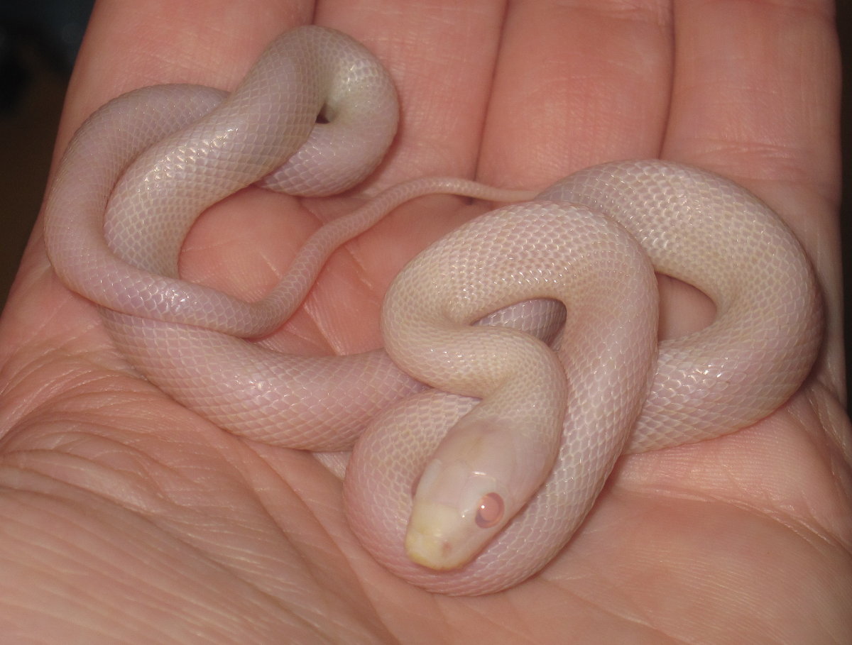 Baby male Blizzard