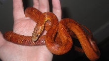 Bloodred (aka Diffused) female